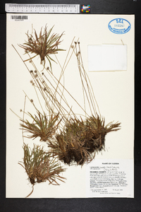 Lachnocaulon anceps image