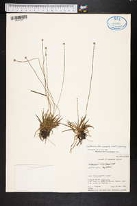 Lachnocaulon anceps image