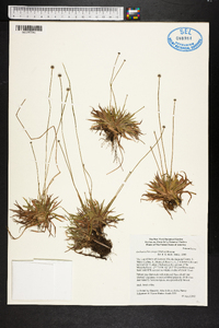 Lachnocaulon anceps image