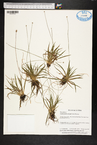 Lachnocaulon anceps image