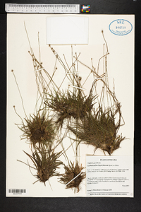 Lachnocaulon beyrichianum image