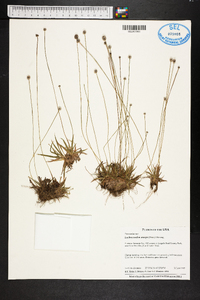 Lachnocaulon anceps image