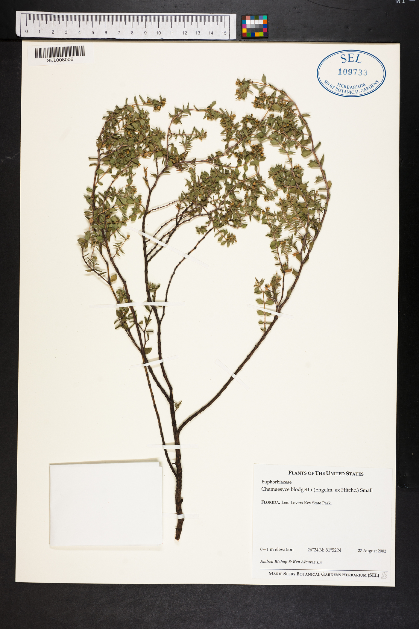 Chamaesyce blodgettii image