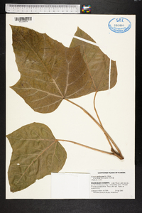 Aleurites moluccana image