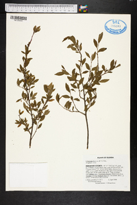 Sebastiania fruticosa image