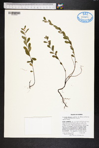 Phyllanthus liebmannianus image