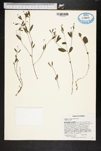 Euphorbia exserta image
