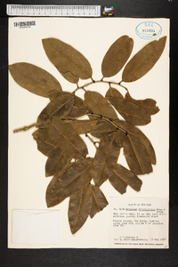 Drypetes diversifolia image