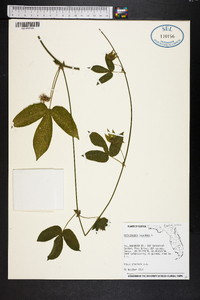 Dalechampia scandens image