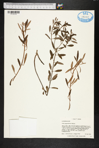 Croton argyranthemus image