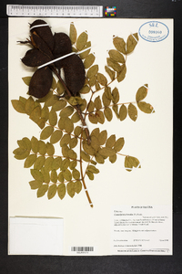 Caesalpinia bonduc image