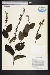 Baptisia simplicifolia image