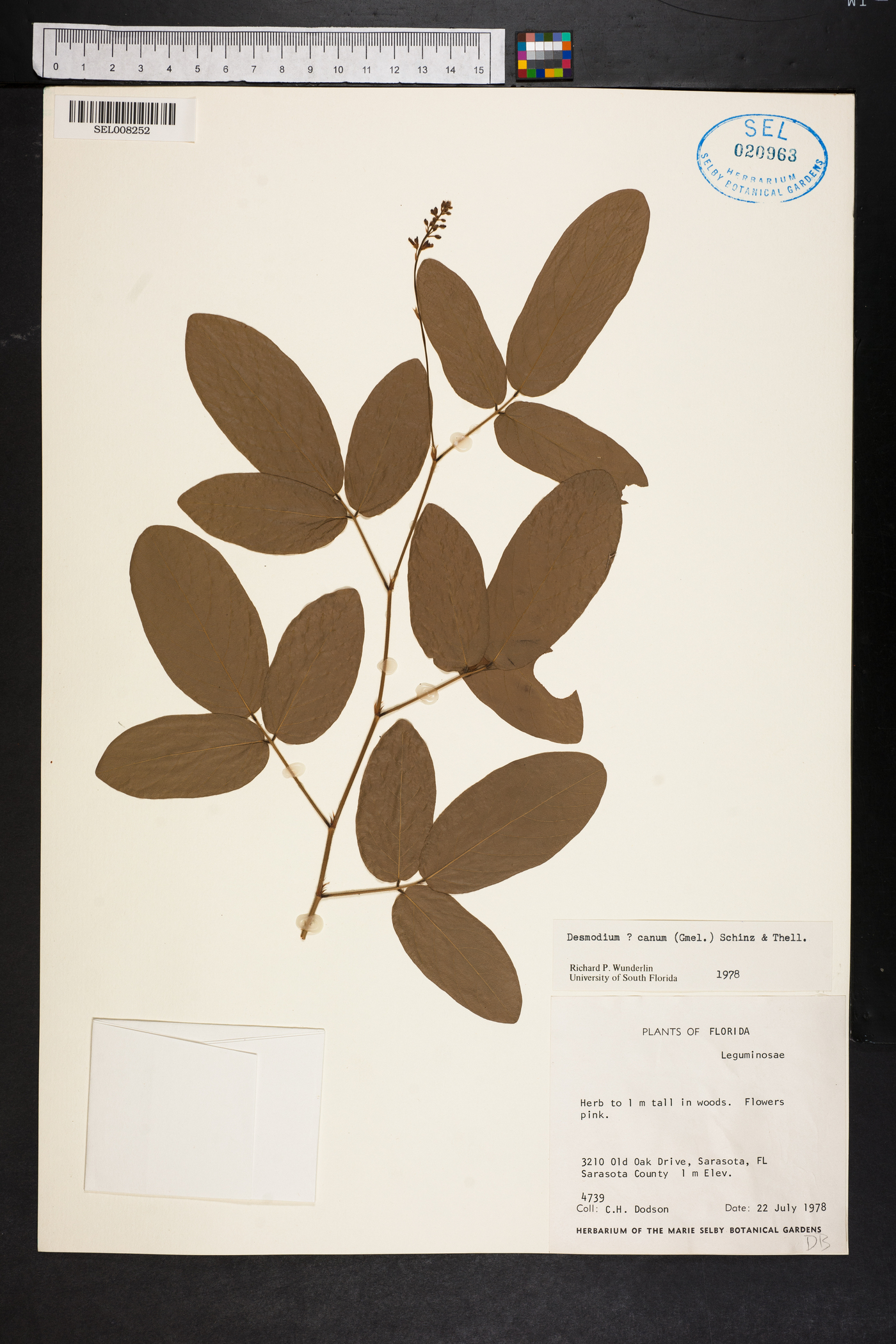 Desmodium incanum var. incanum image