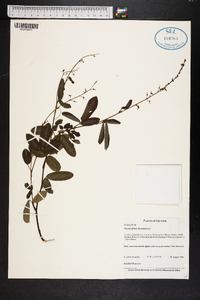 Desmodium incanum image