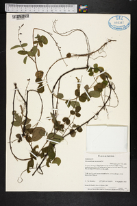 Desmodium incanum image