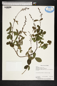 Desmodium incanum image