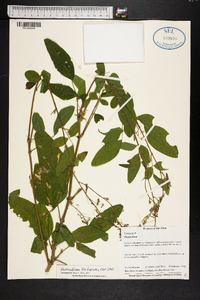 Desmodium tortuosum image