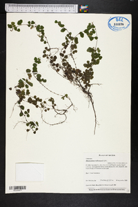 Desmodium triflorum image