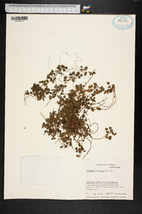 Desmodium triflorum image