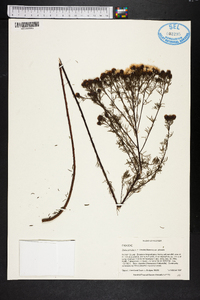 Dalea pinnata image