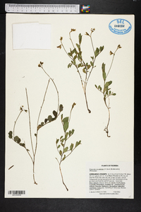 Crotalaria rotundifolia image