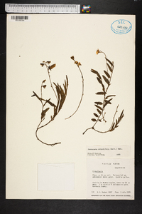 Crotalaria rotundifolia image