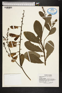 Crotalaria spectabilis image