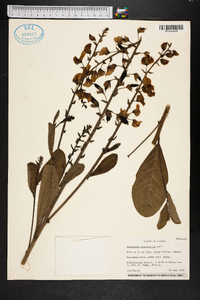 Crotalaria spectabilis image