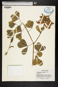 Crotalaria pallida image