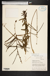 Macroptilium lathyroides image