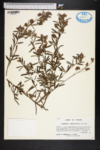 Lespedeza angustifolia image