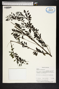 Indigofera caroliniana image