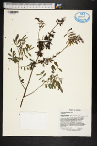 Indigofera suffruticosa image