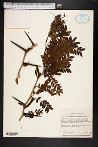 Gleditsia aquatica image