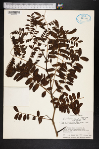 Gleditsia aquatica image