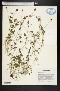 Trifolium carolinianum image