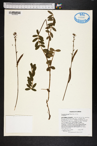 Tephrosia spicata image