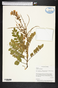 Sophora tomentosa image