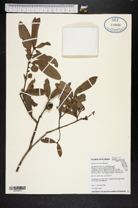 Quercus incana image