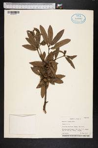 Quercus incana image