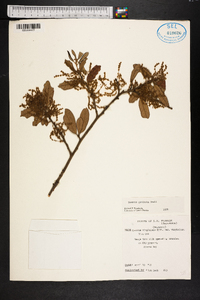 Quercus geminata image