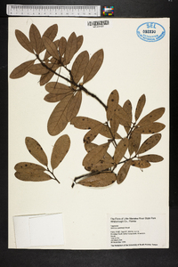 Quercus geminata image