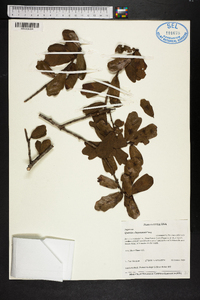 Quercus chapmanii image