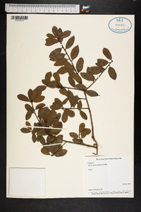 Quercus myrtifolia image