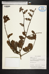 Quercus myrtifolia image