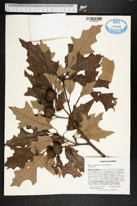 Quercus lyrata image