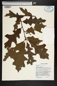 Quercus lyrata image