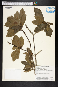 Quercus laurifolia image