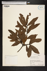 Quercus laurifolia image