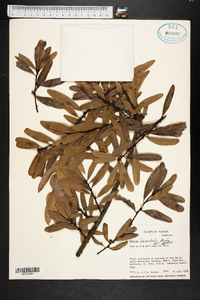 Quercus laurifolia image